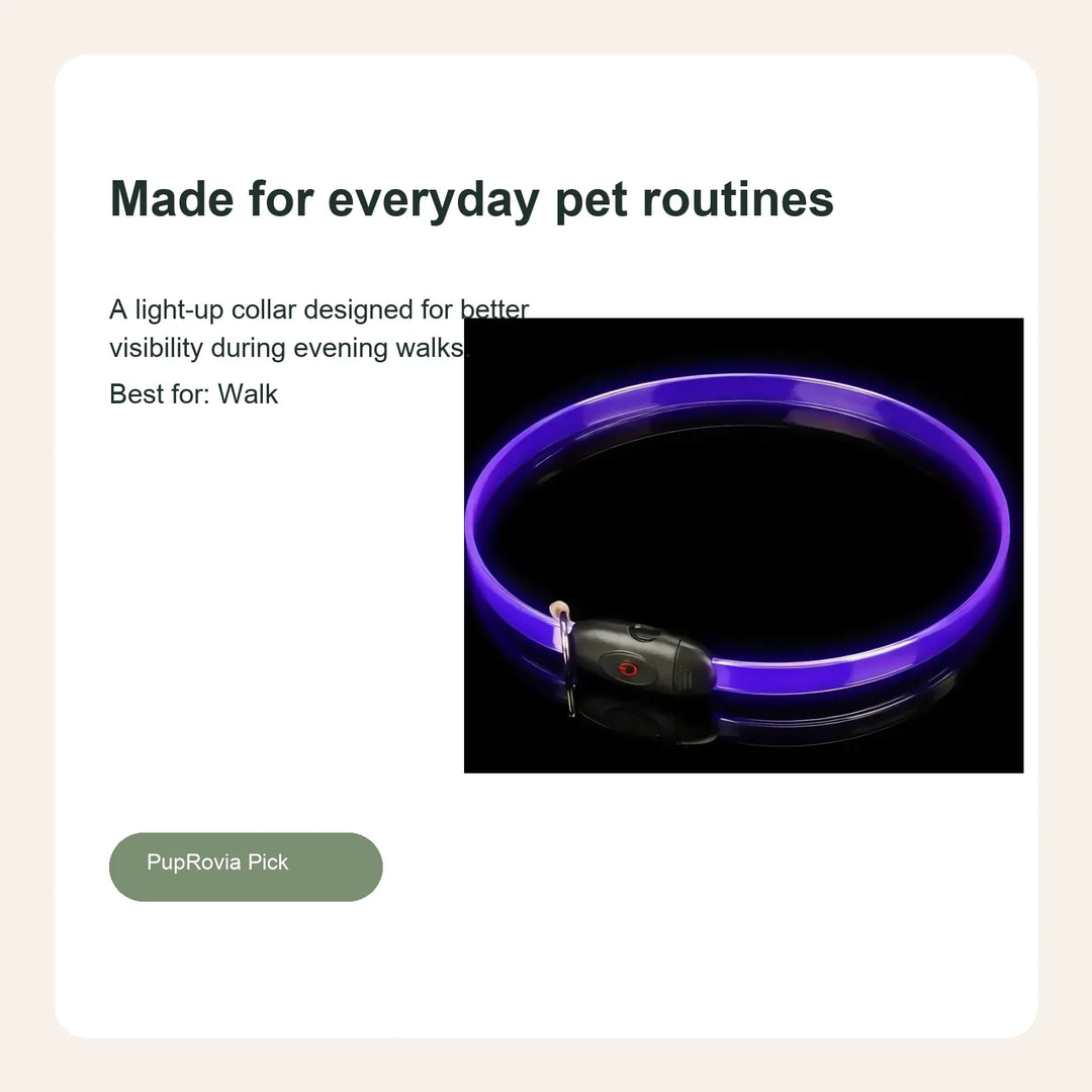 LED Glow Dog Collar - Lifestyle