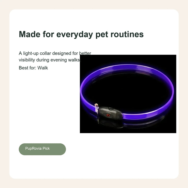 LED Glow Dog Collar - Lifestyle