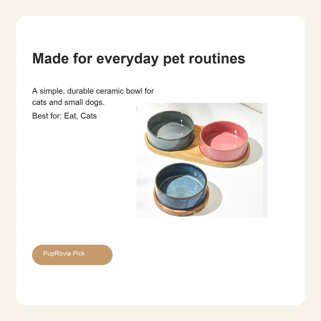Solid Ceramic Pet Bowl - Lifestyle